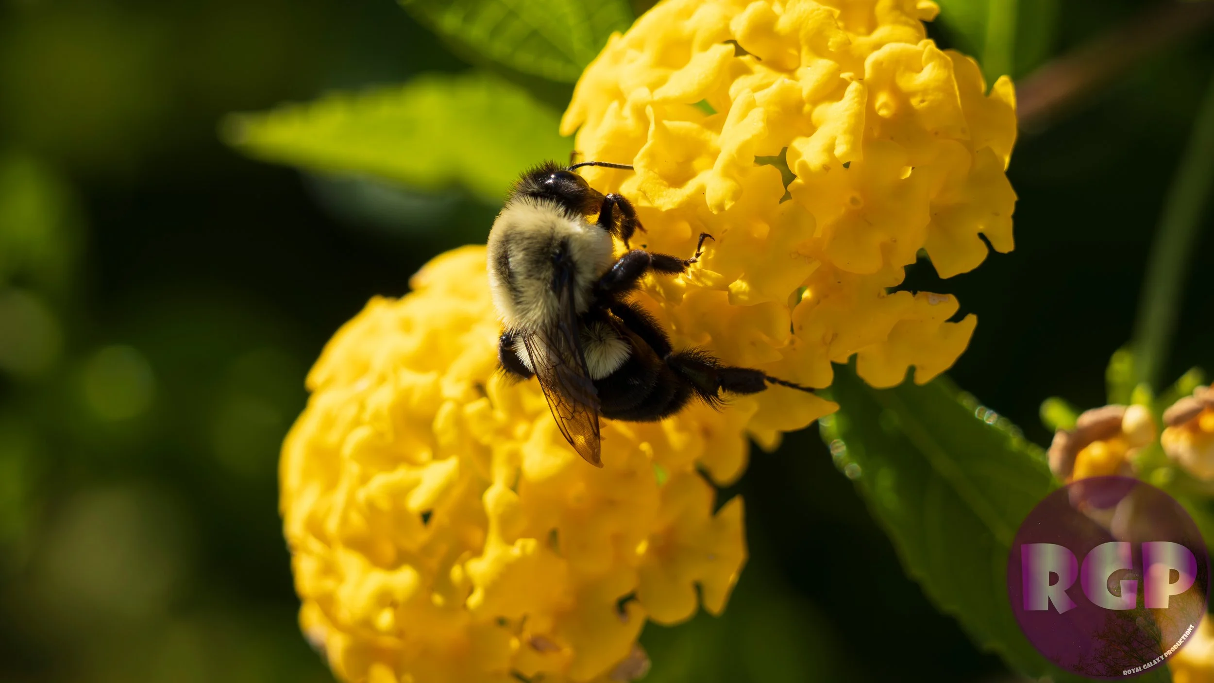 Bee 2_09_30_2026.JPG
