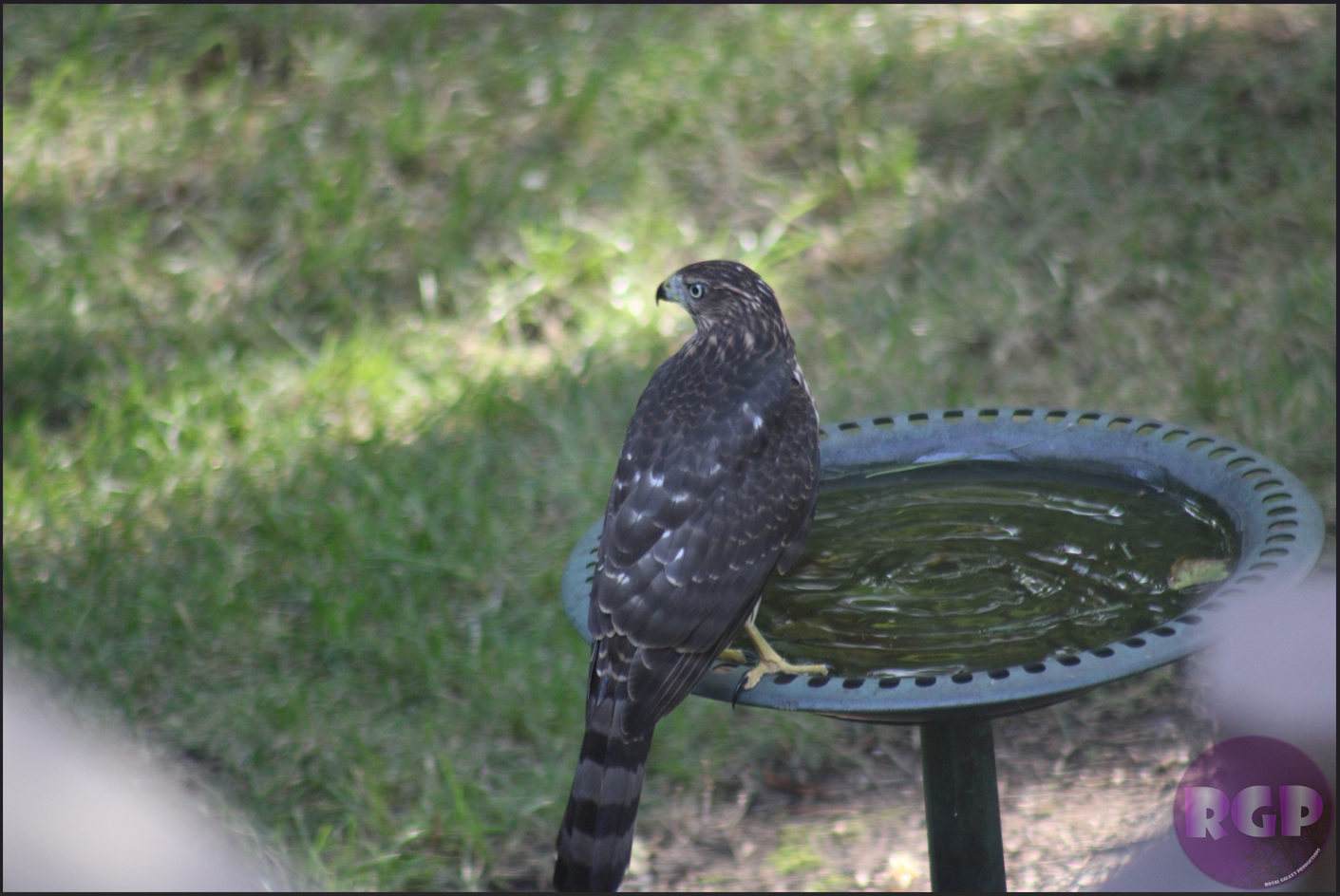 RGP Bird 3.png