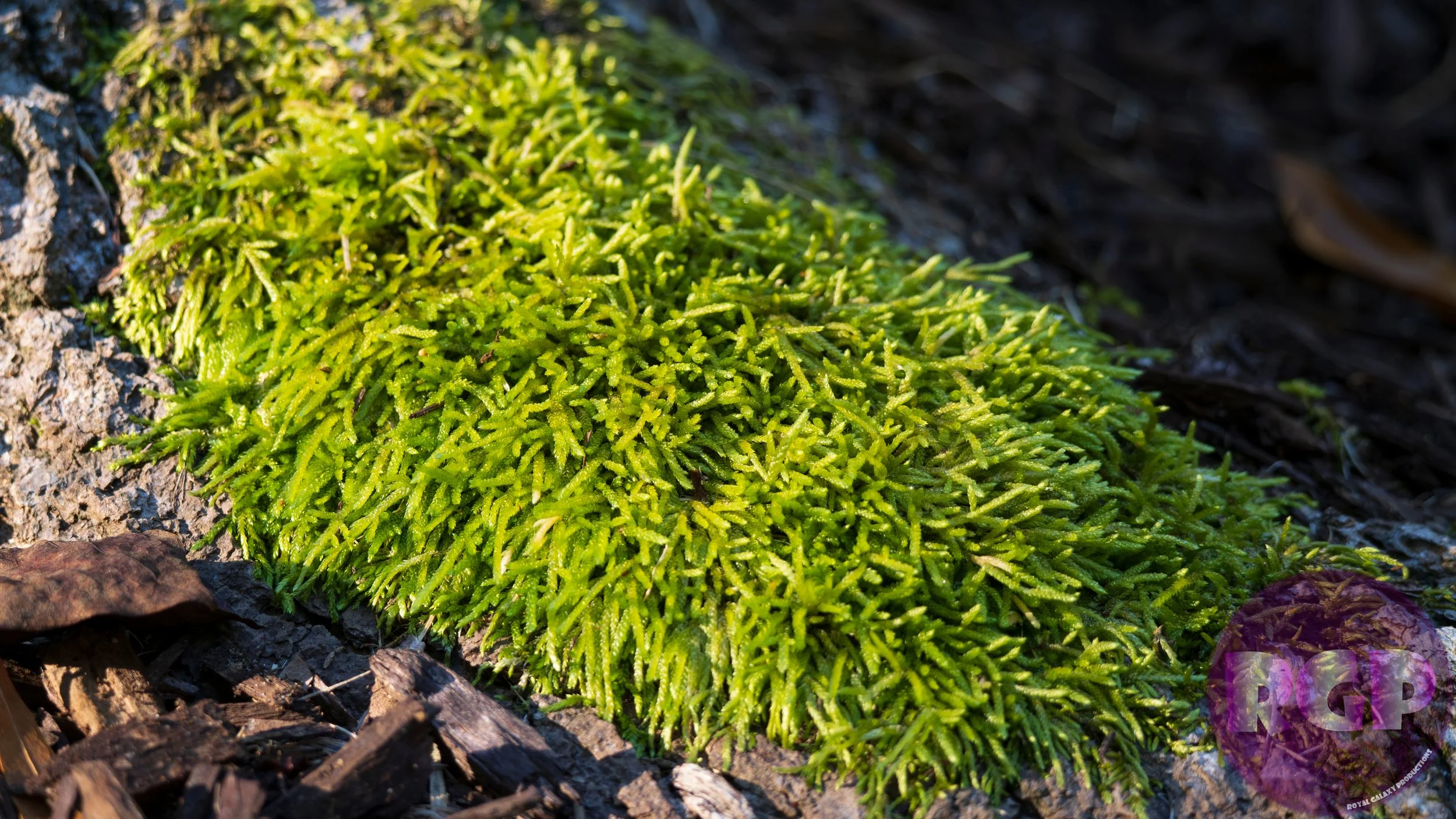 Moss_09_26_2026.JPG