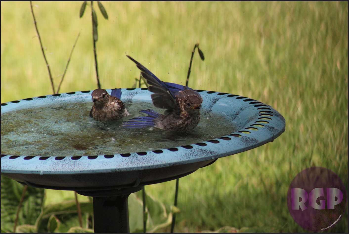 RGP Bird 6.png
