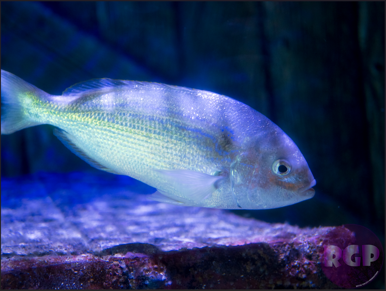 RGP Fish 5.png