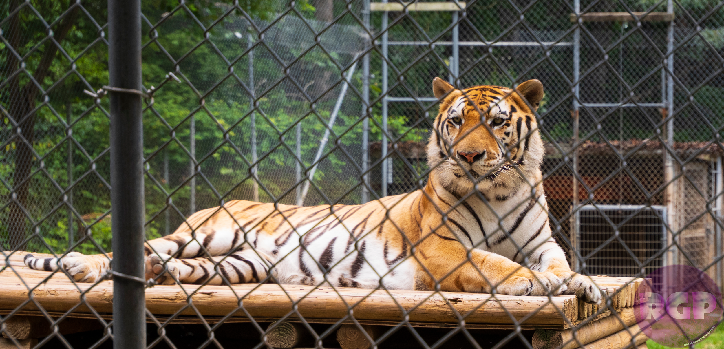 Zoo 20_06_20_2026.png