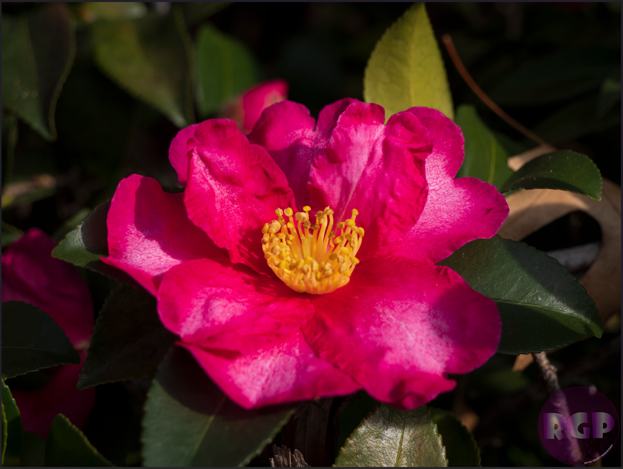 RGP Flower 10.png