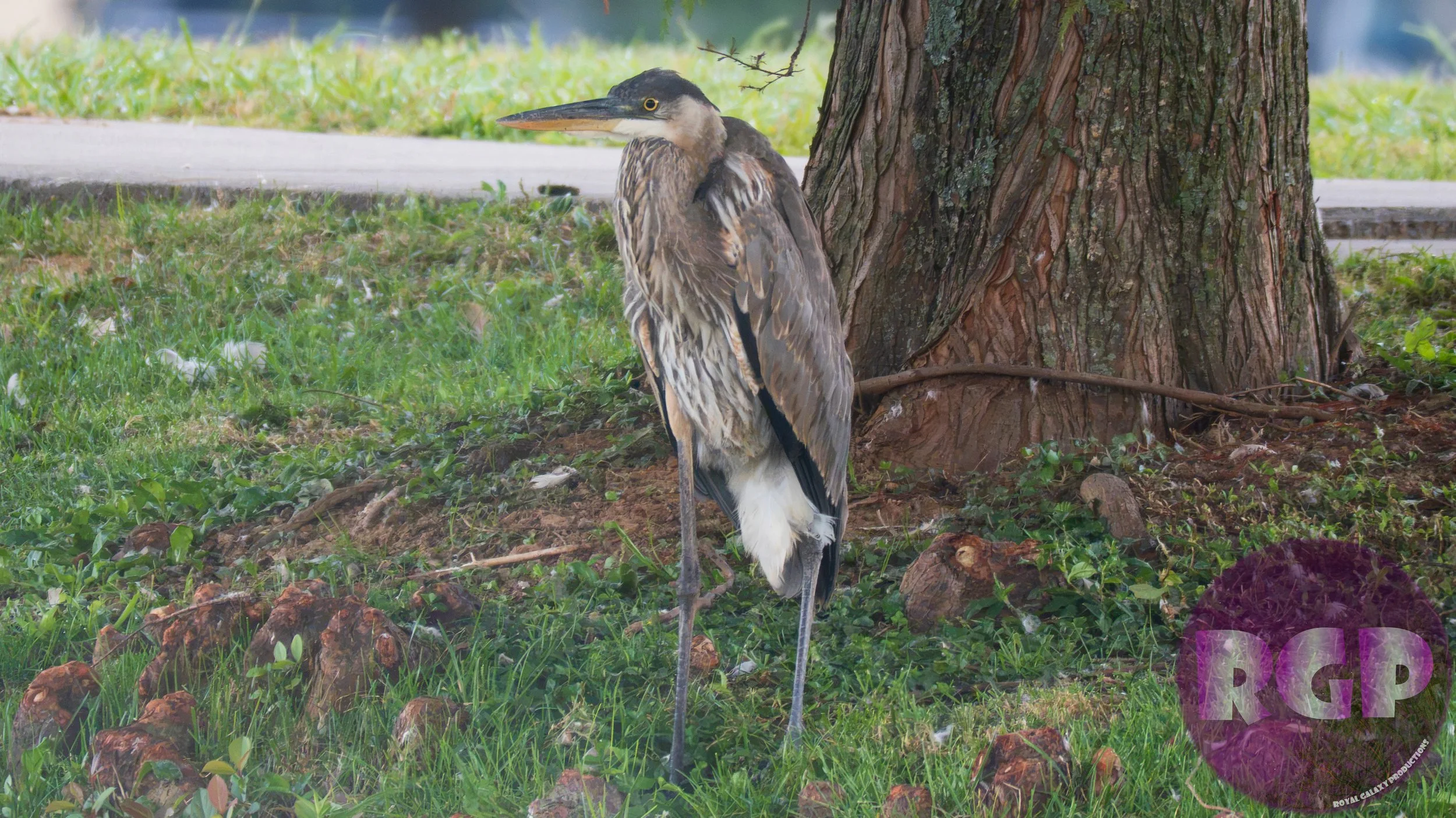 Heron_09_30_2026.JPG
