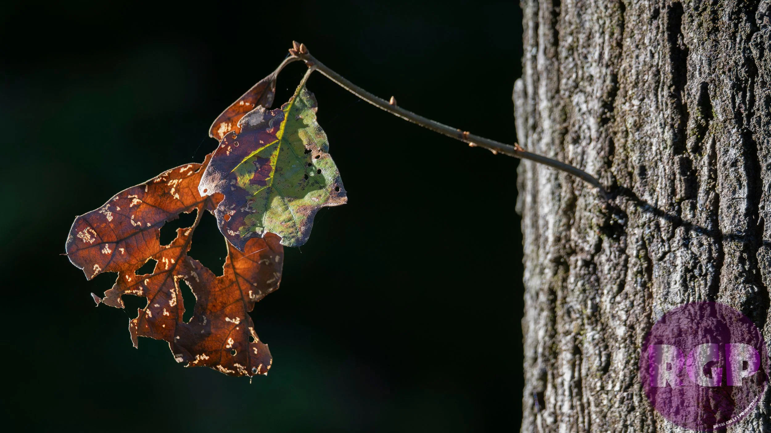 Leaf_09_26_2026.JPG