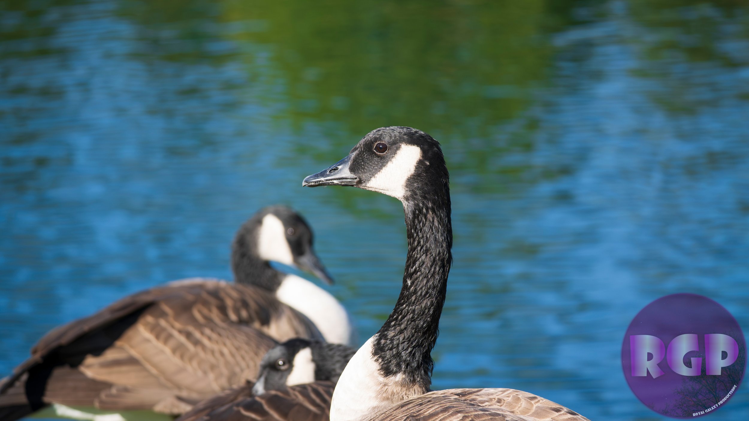 Goose 1_09_30_2026.JPG