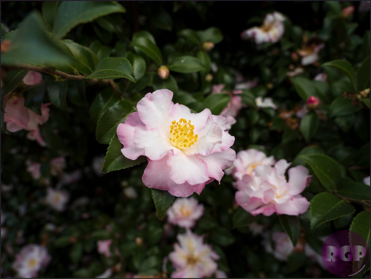 RGP Flower 5.png