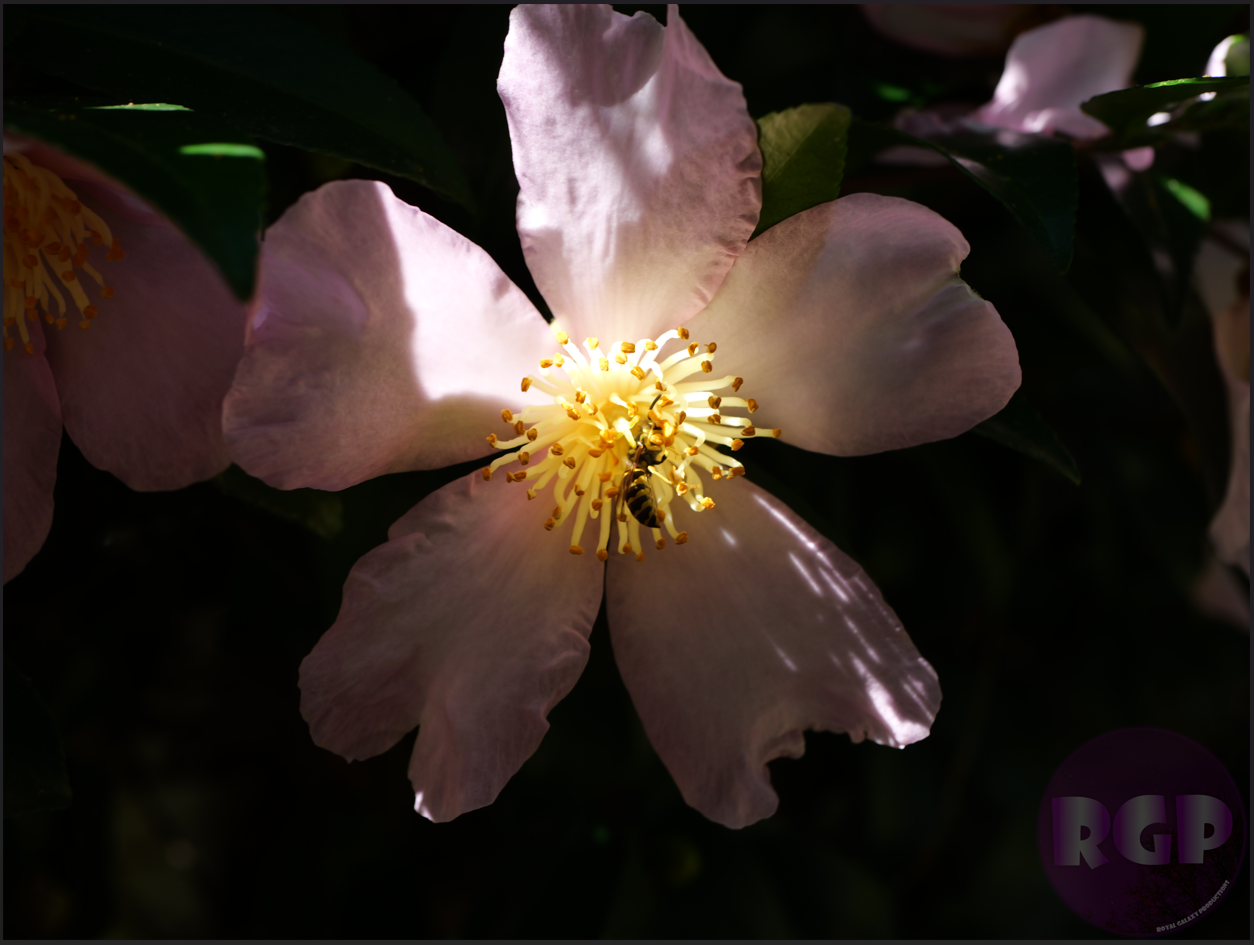 RGP Flower 1.png