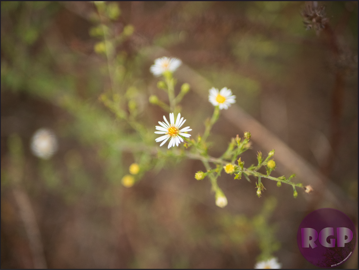 RGP Flower 11.png