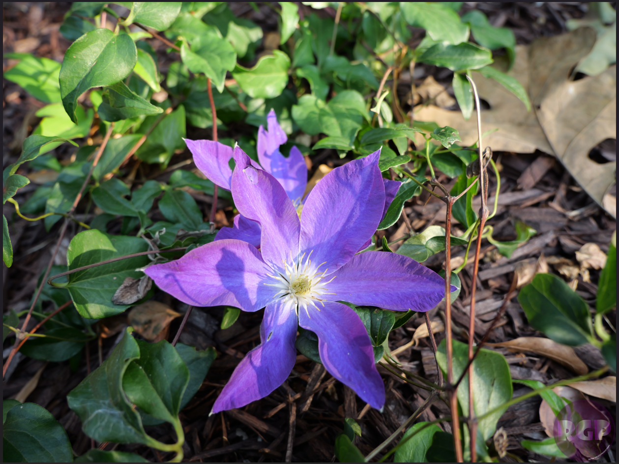 Flower 1.png