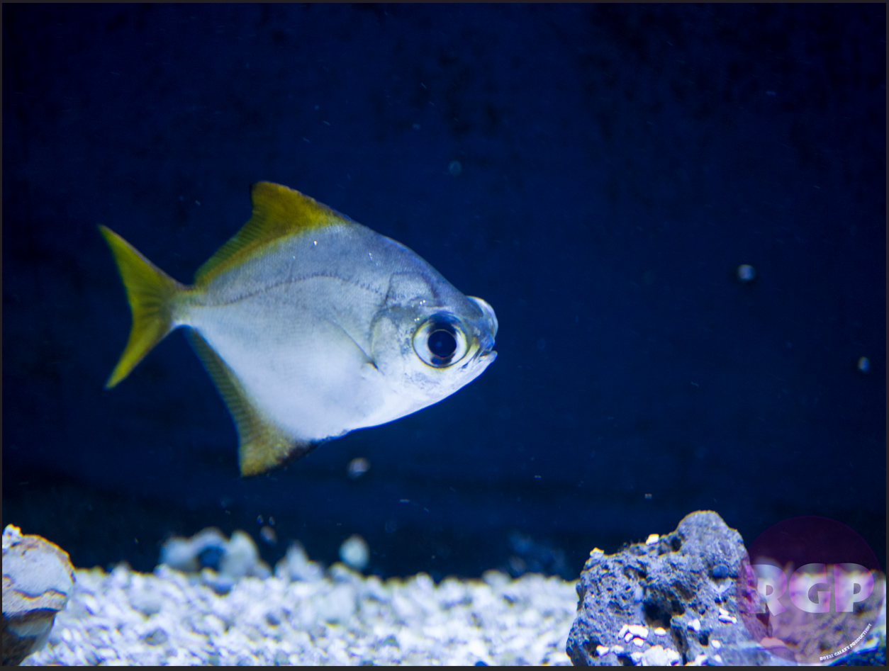 RGP Fish 7.png