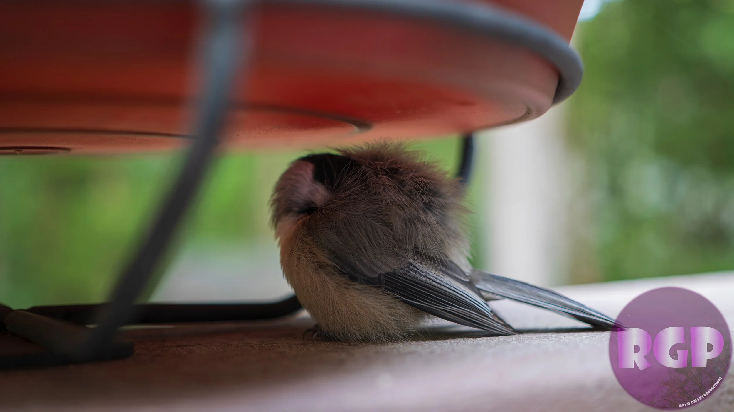 SleepyBird_09_20_2026.JPG
