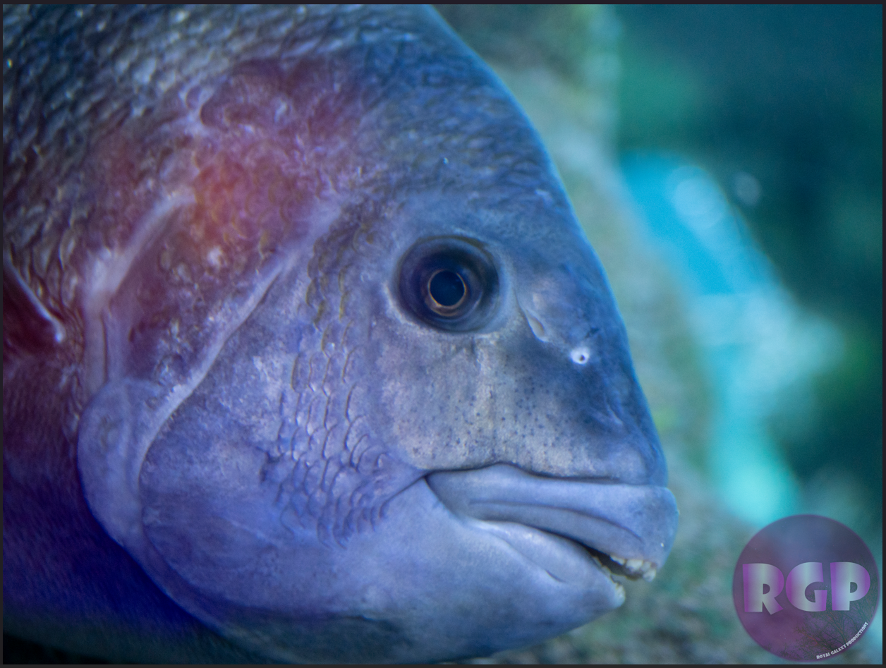 RGP Fish 6.png
