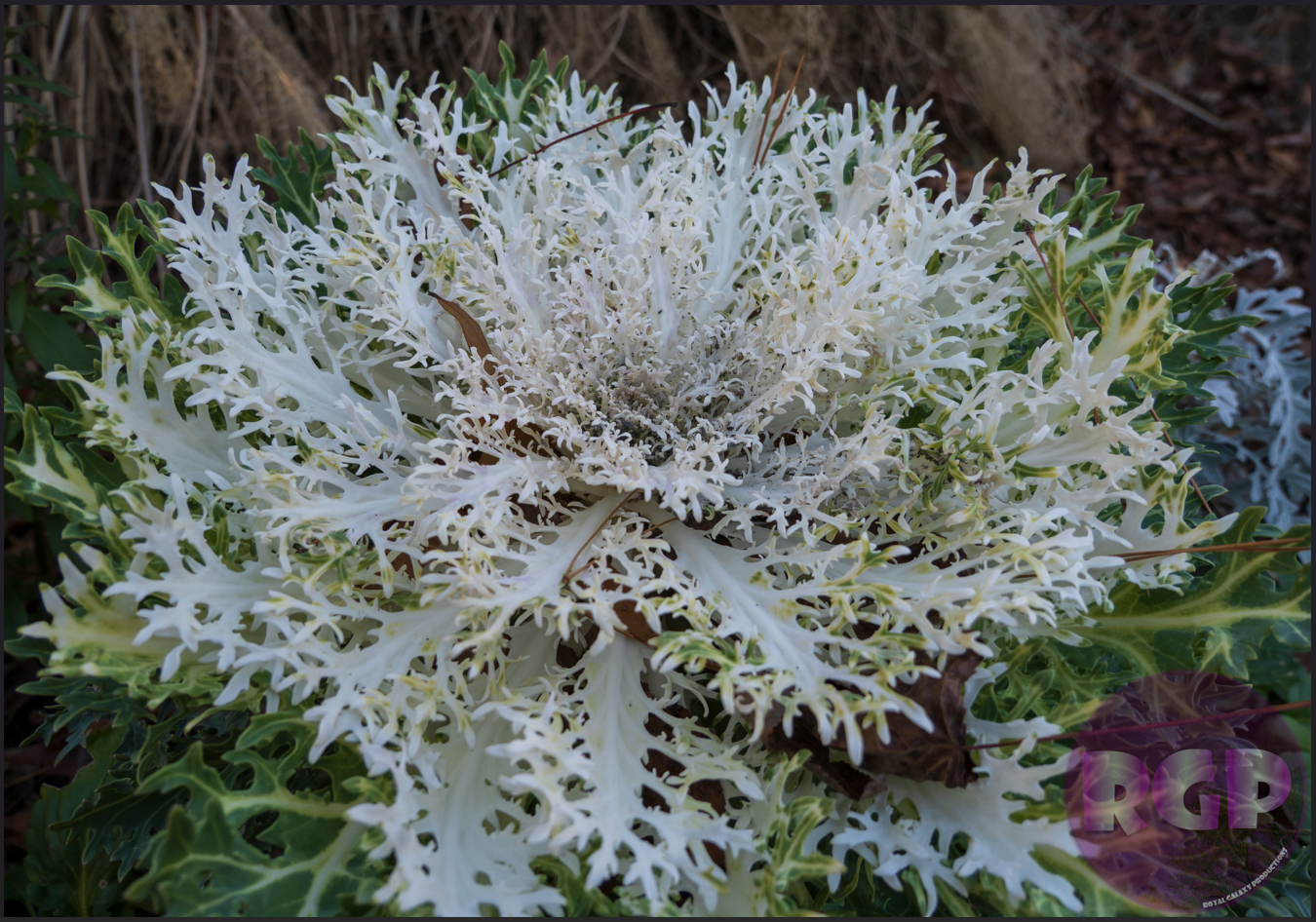 RGP Flower 15.png