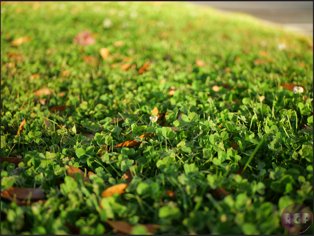 RGP Flower 13.png