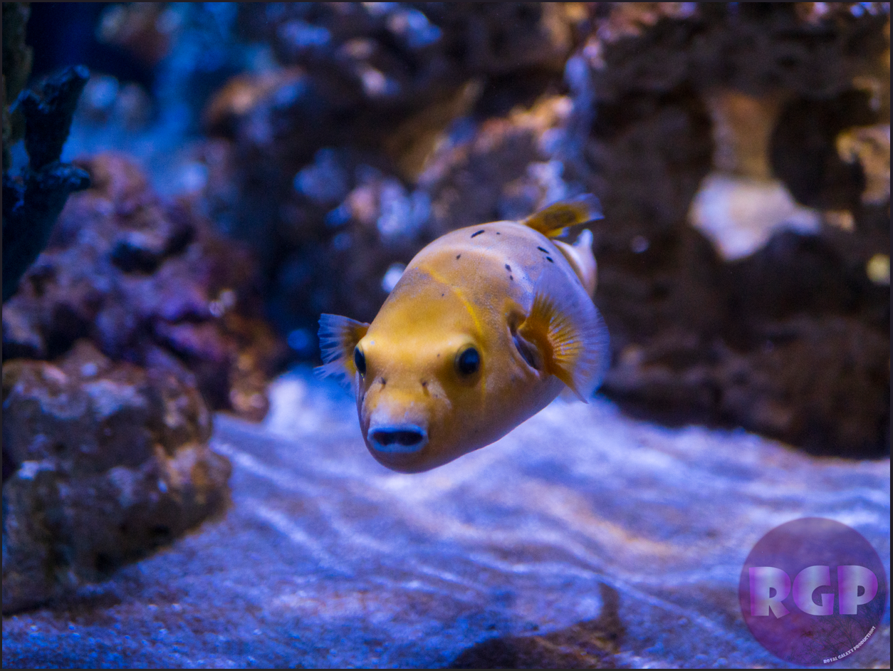 RGP Fish 3.png