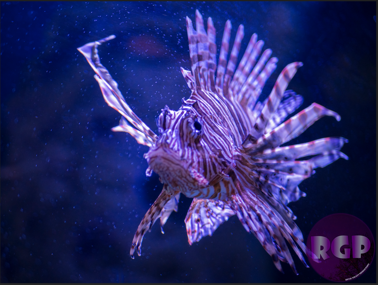 RGP Fish.png