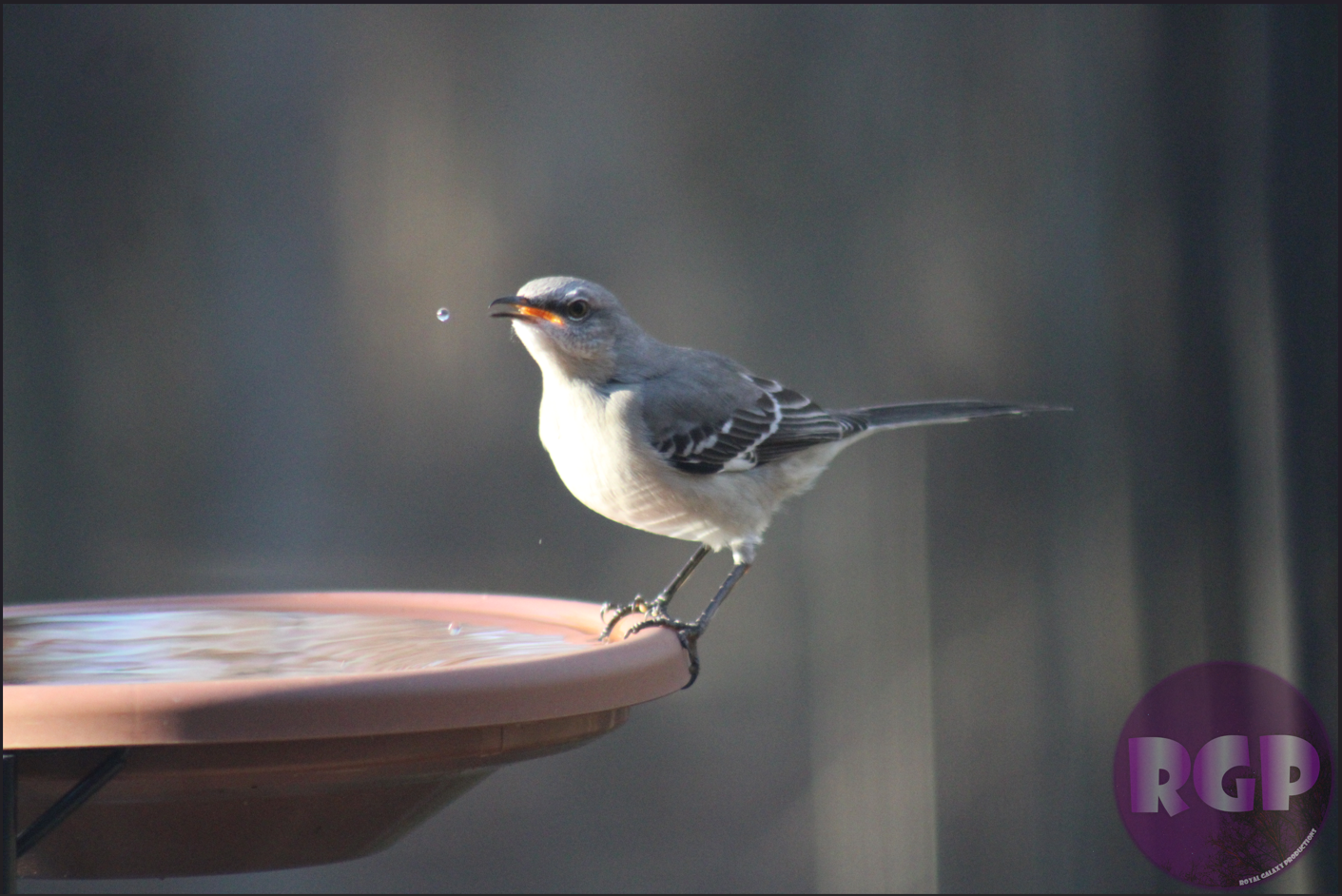RGP Bird 5.png