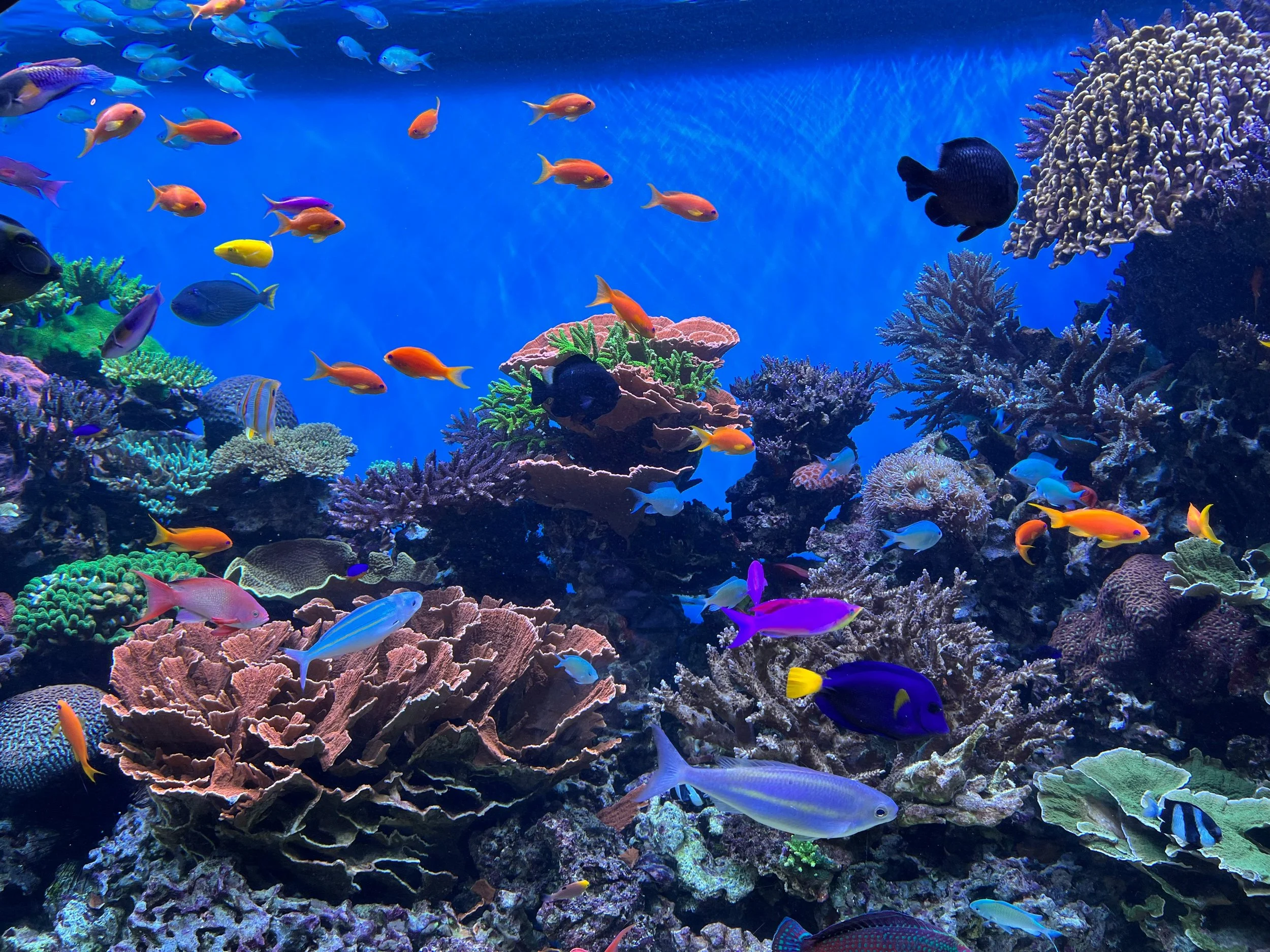 Colorful tropical fish swimming around coral reefs in an underwater ocean scene.