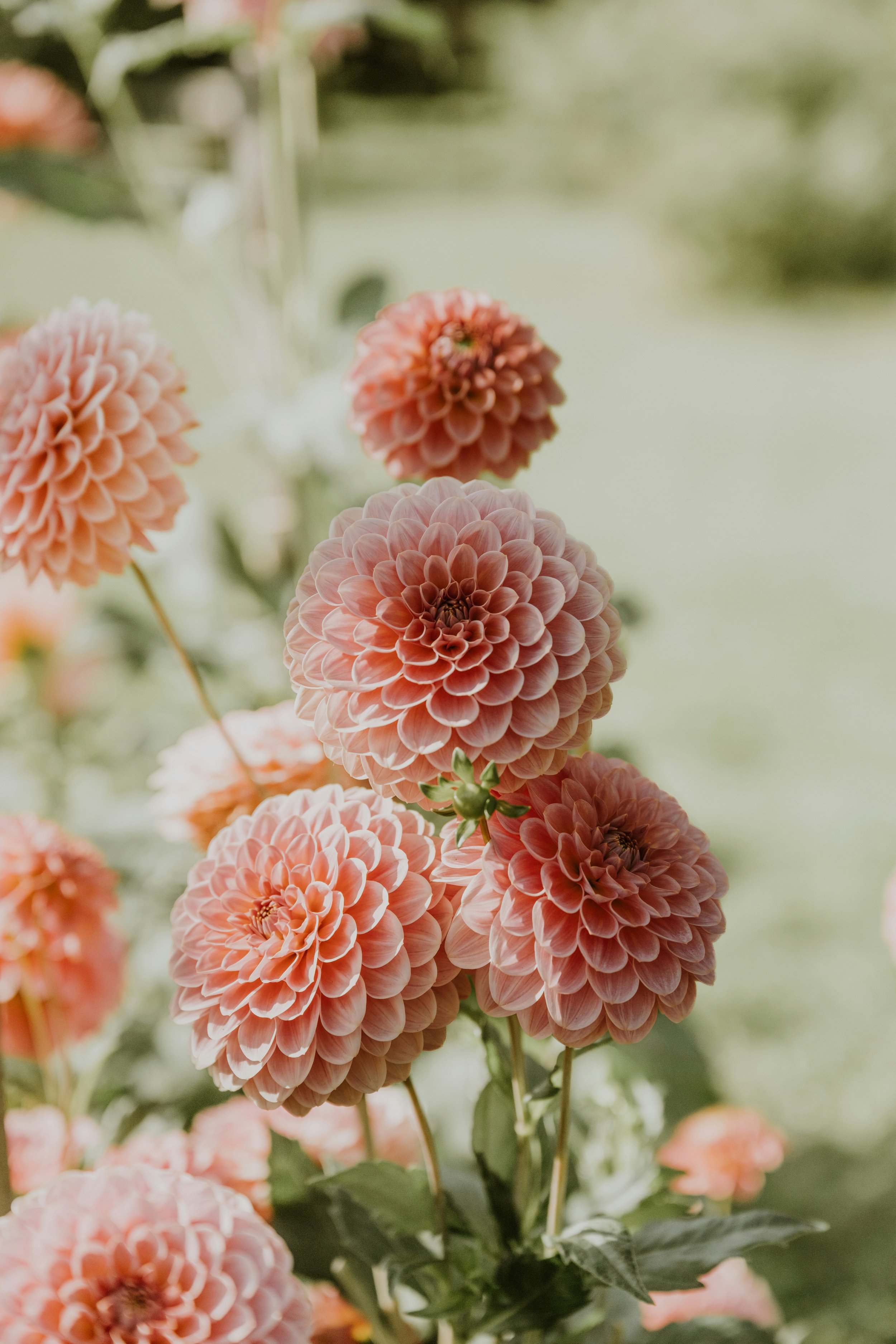 Close-up of pink dahlias in full bloom with green leaves and blurred background.