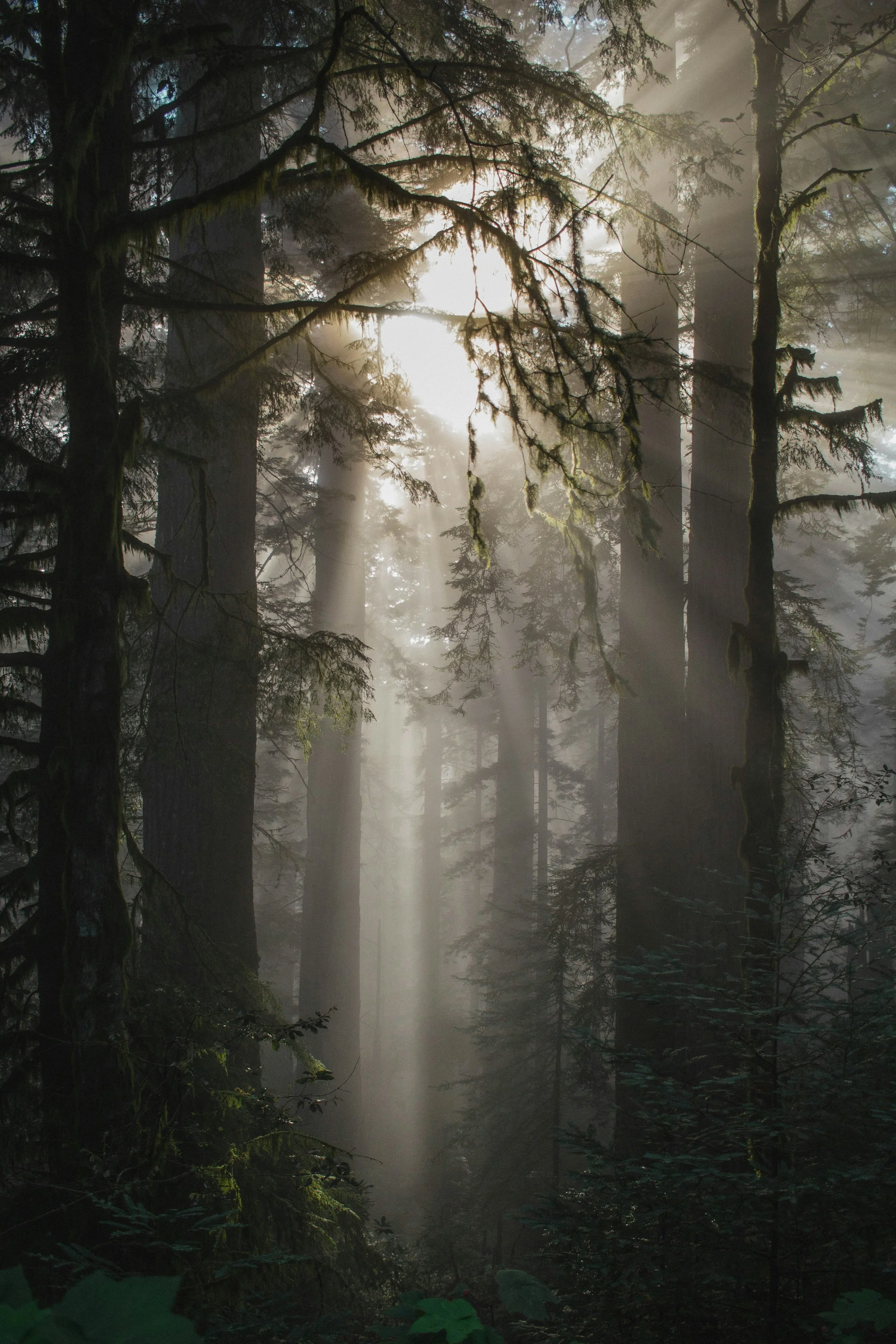 Sunlight streaming through a dense foggy forest of tall trees with moss-covered branches.