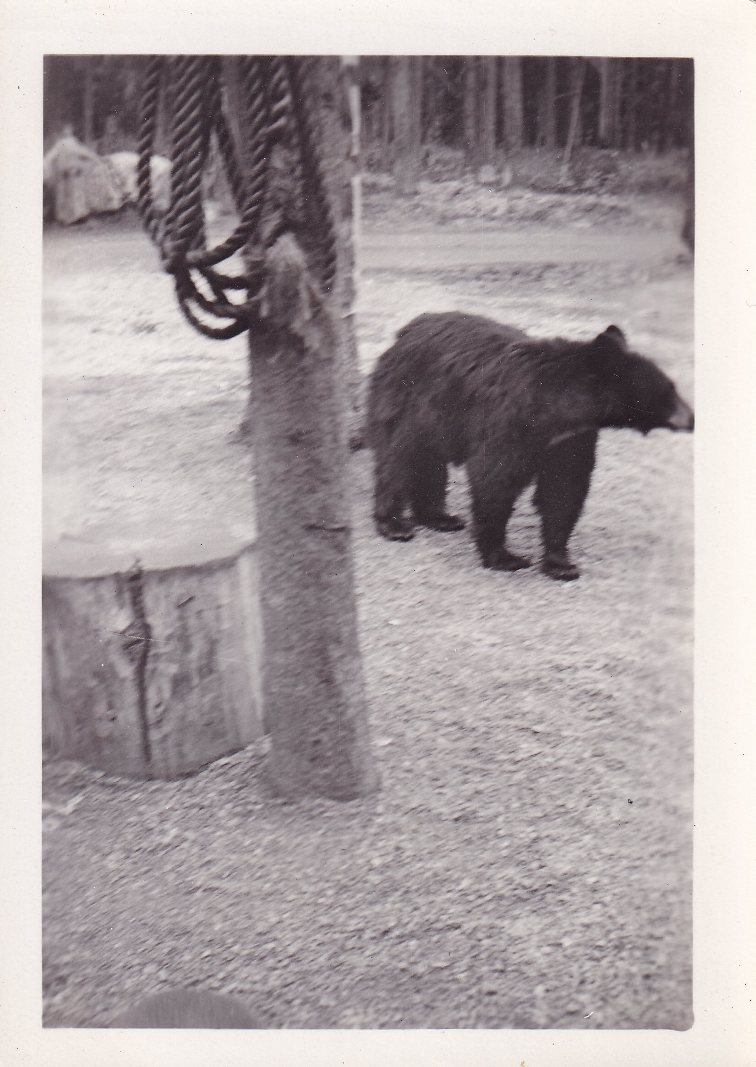 Black and white photo of a bear standing outdoors near a tree with a rope hanging from it, in a forested area.