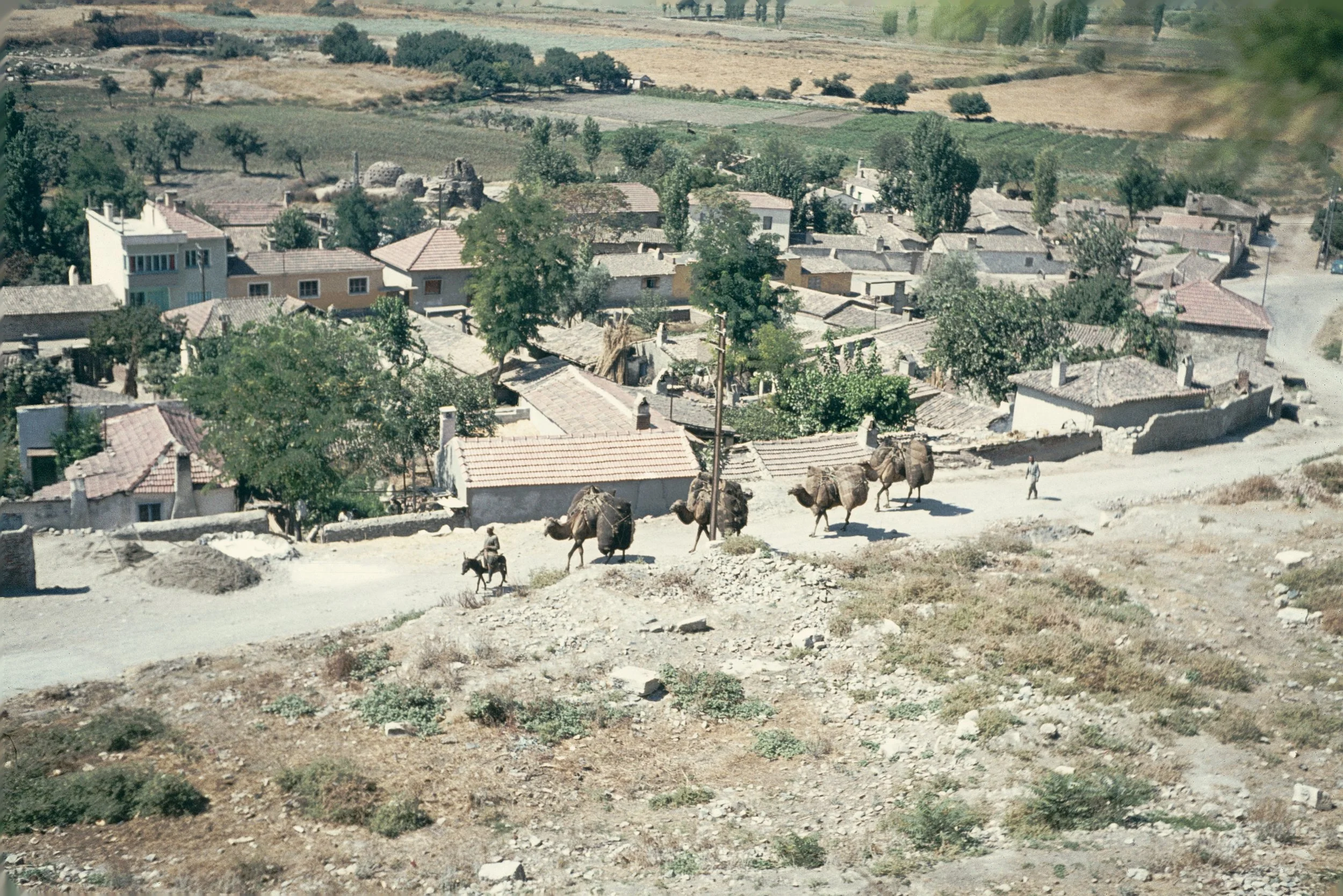 A rural village with small houses, trees, and farmland in the background. Several camels with people riding them are walking along a dirt road in the foreground.