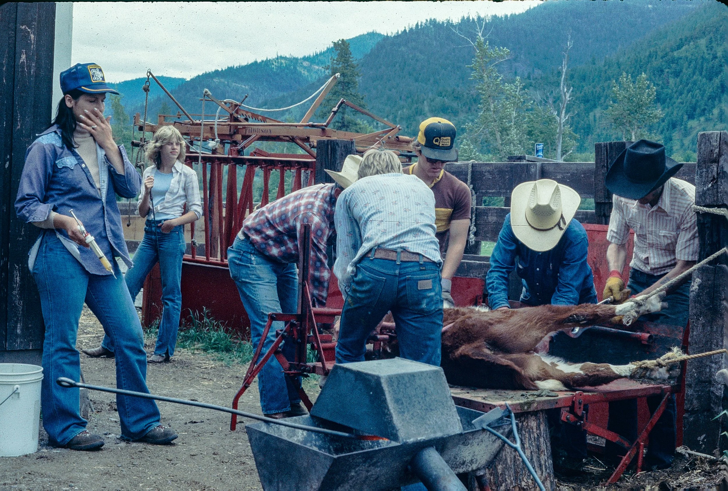 A group of people, including women and men in cowboy hats, working around a cow on a farm with a mountainous background, possibly performing cattle shearing or veterinary work.