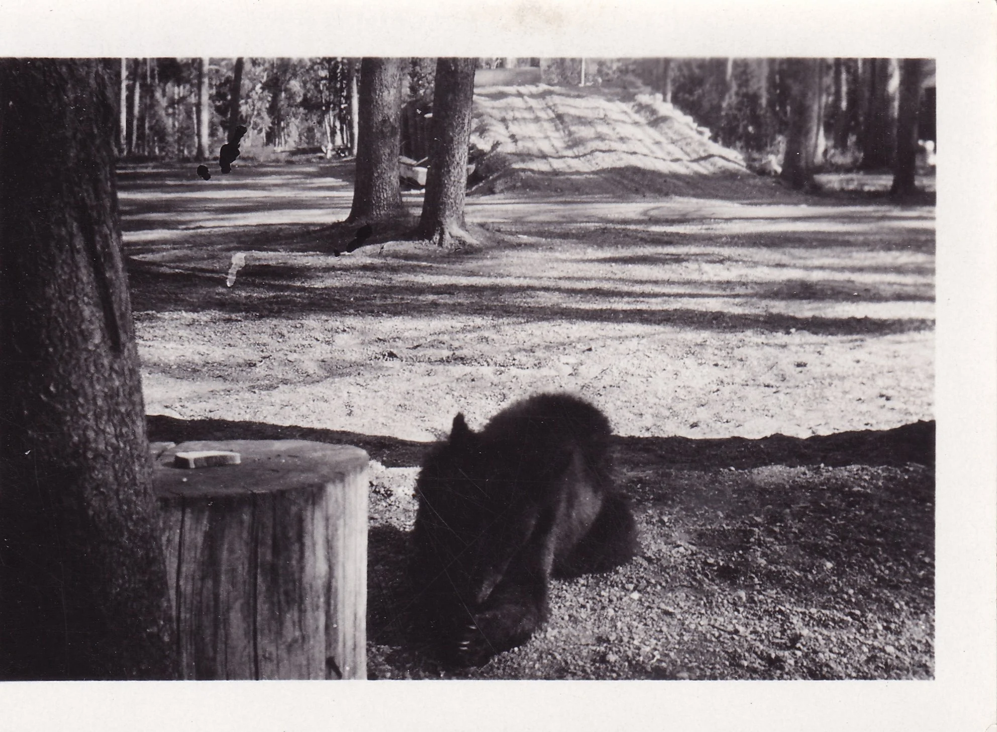 Black dog sitting next to a tree trunk in a forested area with trees and a small pile of logs in the background.