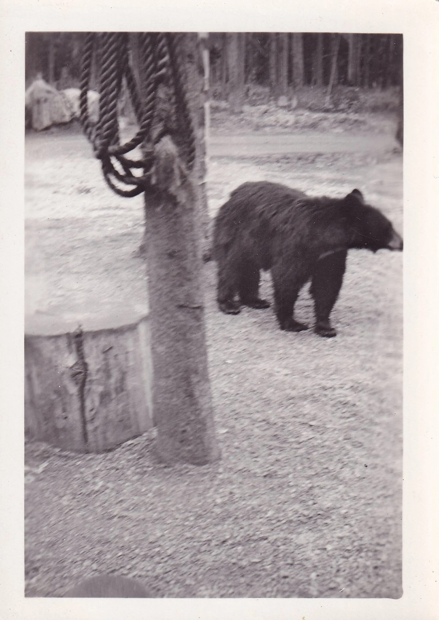 A black and white photograph of a bear and a squirrel outdoors on a dirt area, with trees in the background.