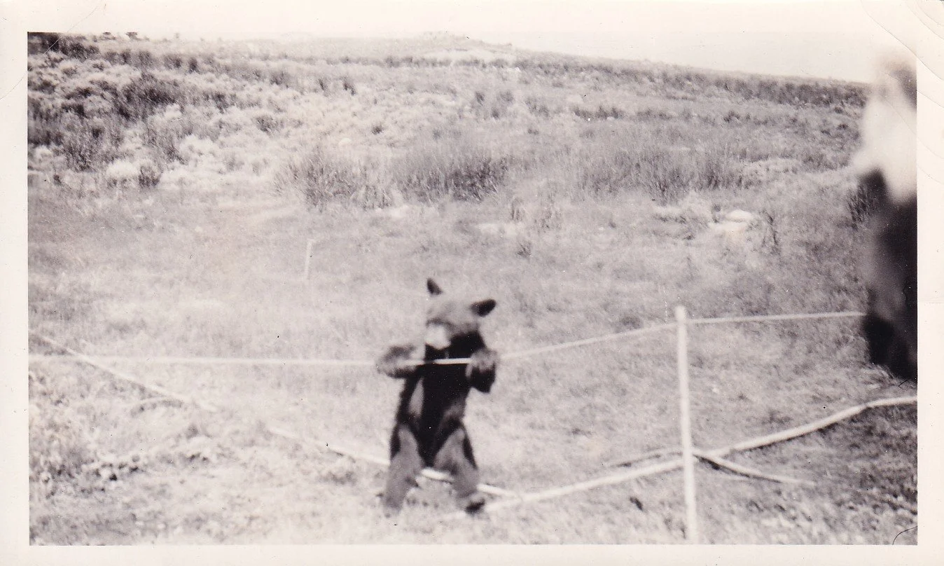 A bear standing on two legs on a grassy field, holding and eating a piece of food, with a rope or fence in front of it.