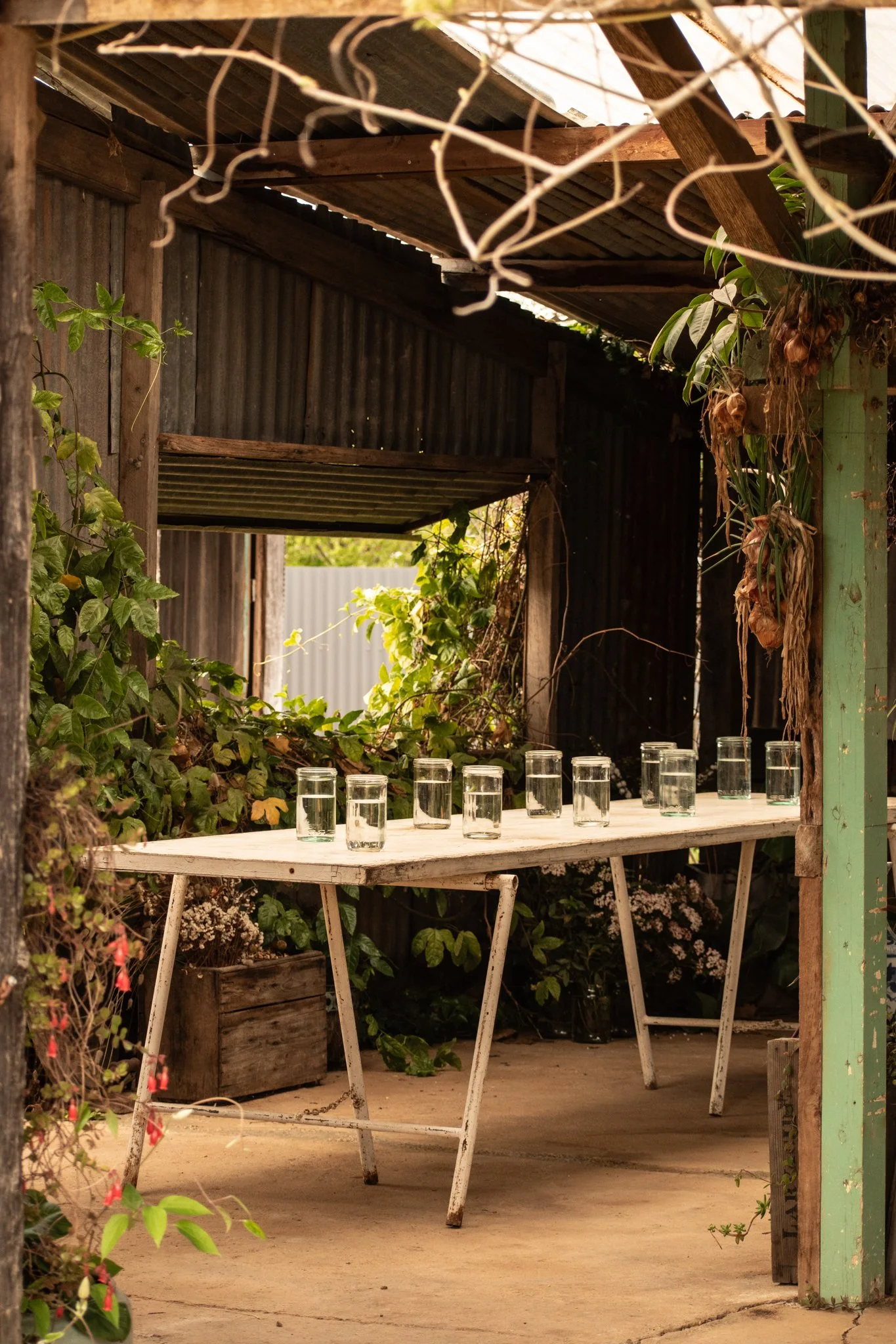 Outdoor setting with a white table holding ten glasses of water, surrounded by plants and rustic structures.