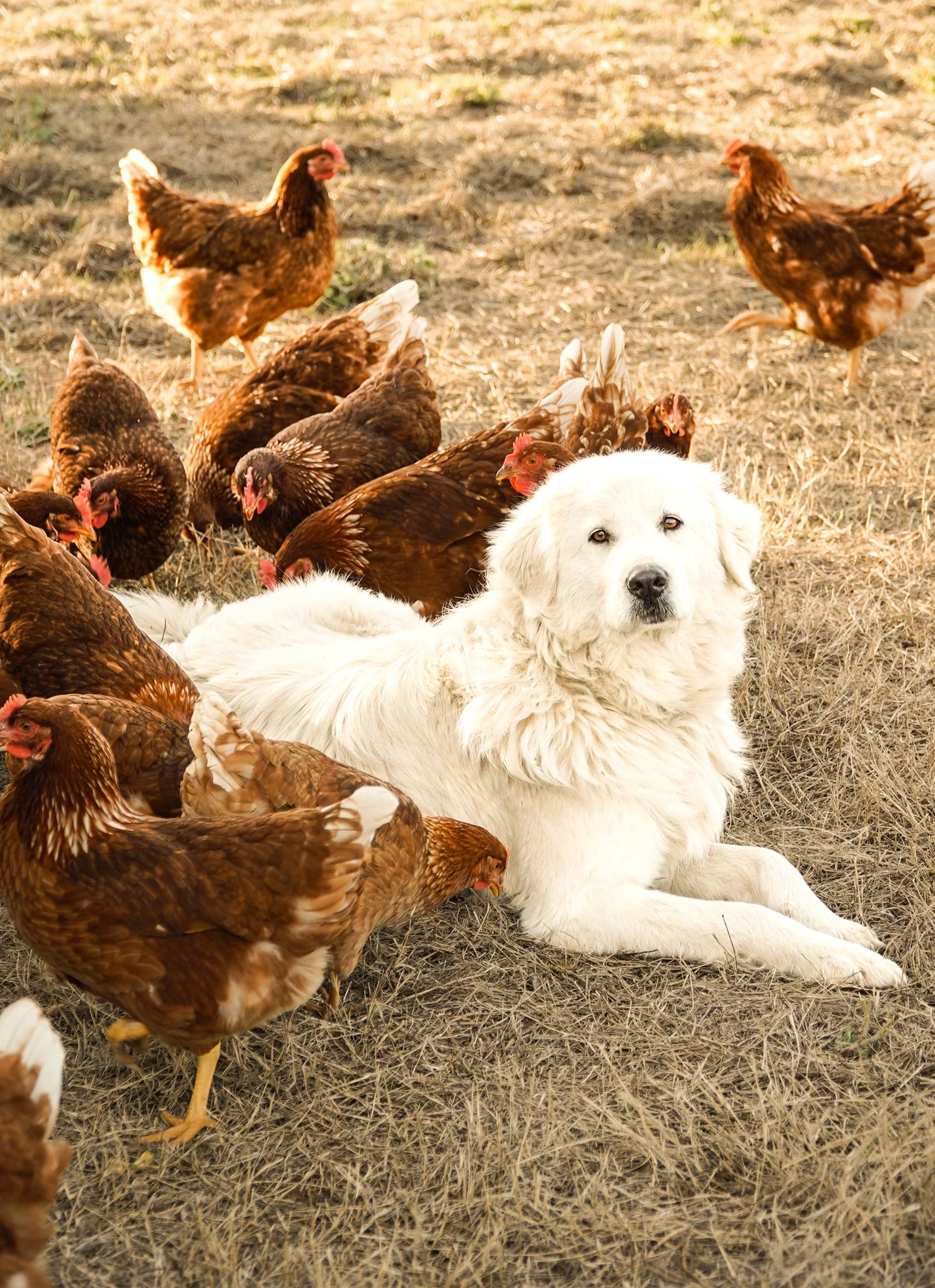 A white dog lying on the ground surrounded by multiple brown chickens on a farm or outdoor setting.