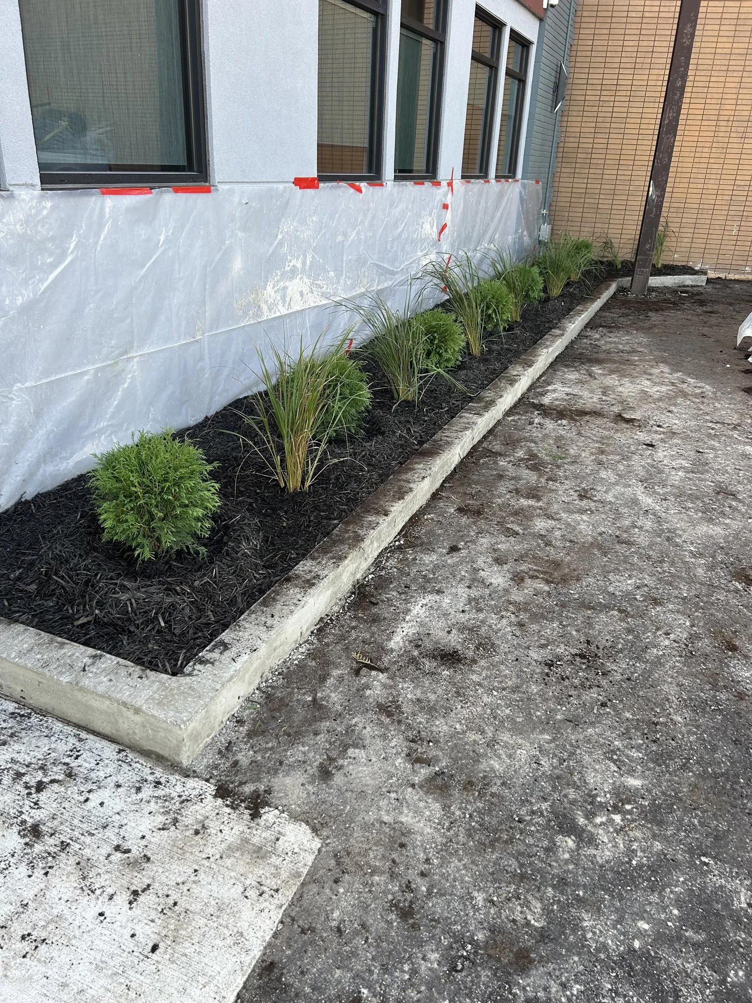 Newly planted garden bed with green plants on a concrete border, adjacent to a building with large windows and a partially covered wall.