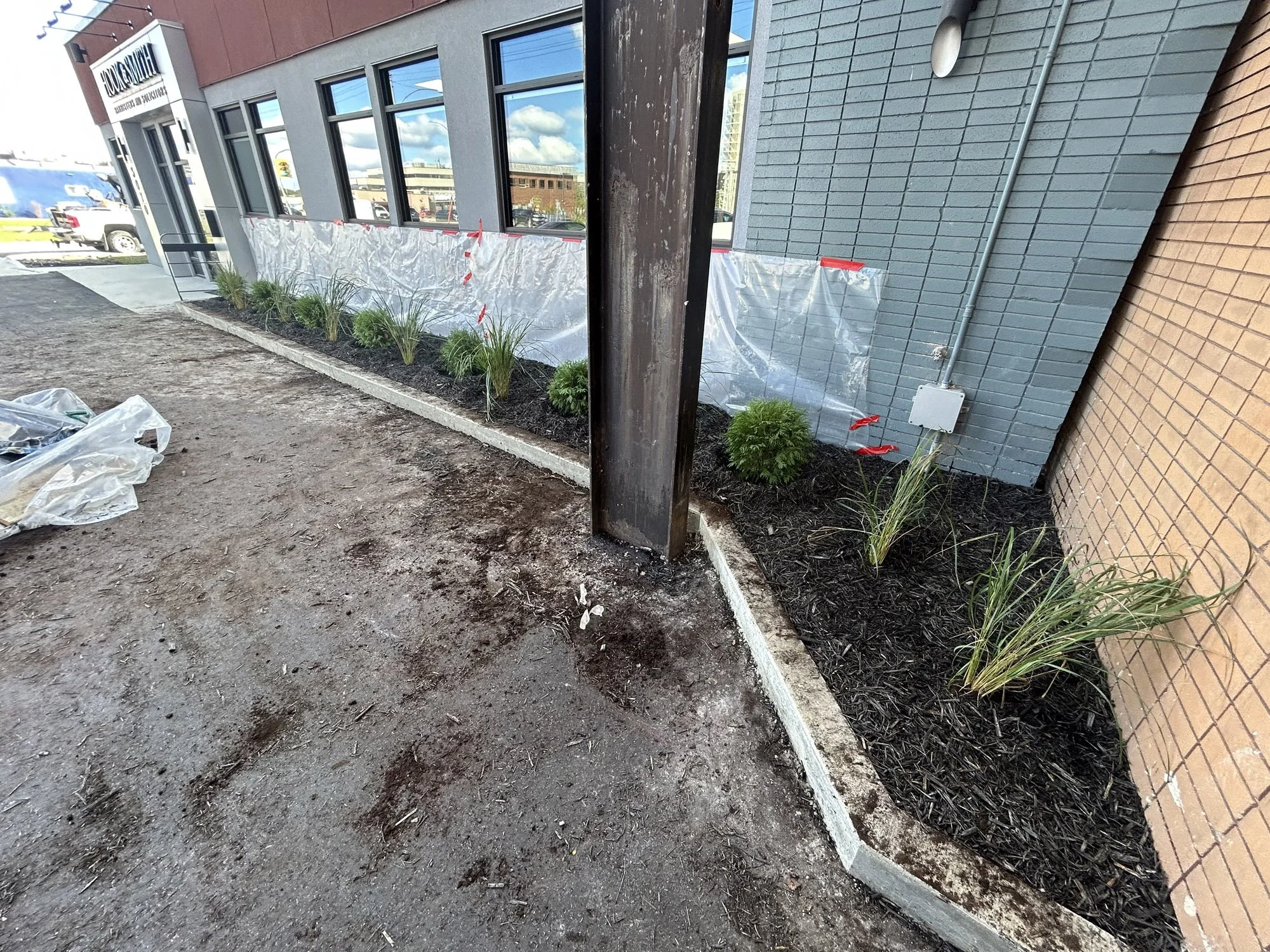 Newly planted bushes and grasses along a landscaped area outside a commercial building under renovation, with a clear plastic barrier and construction materials in the vicinity.