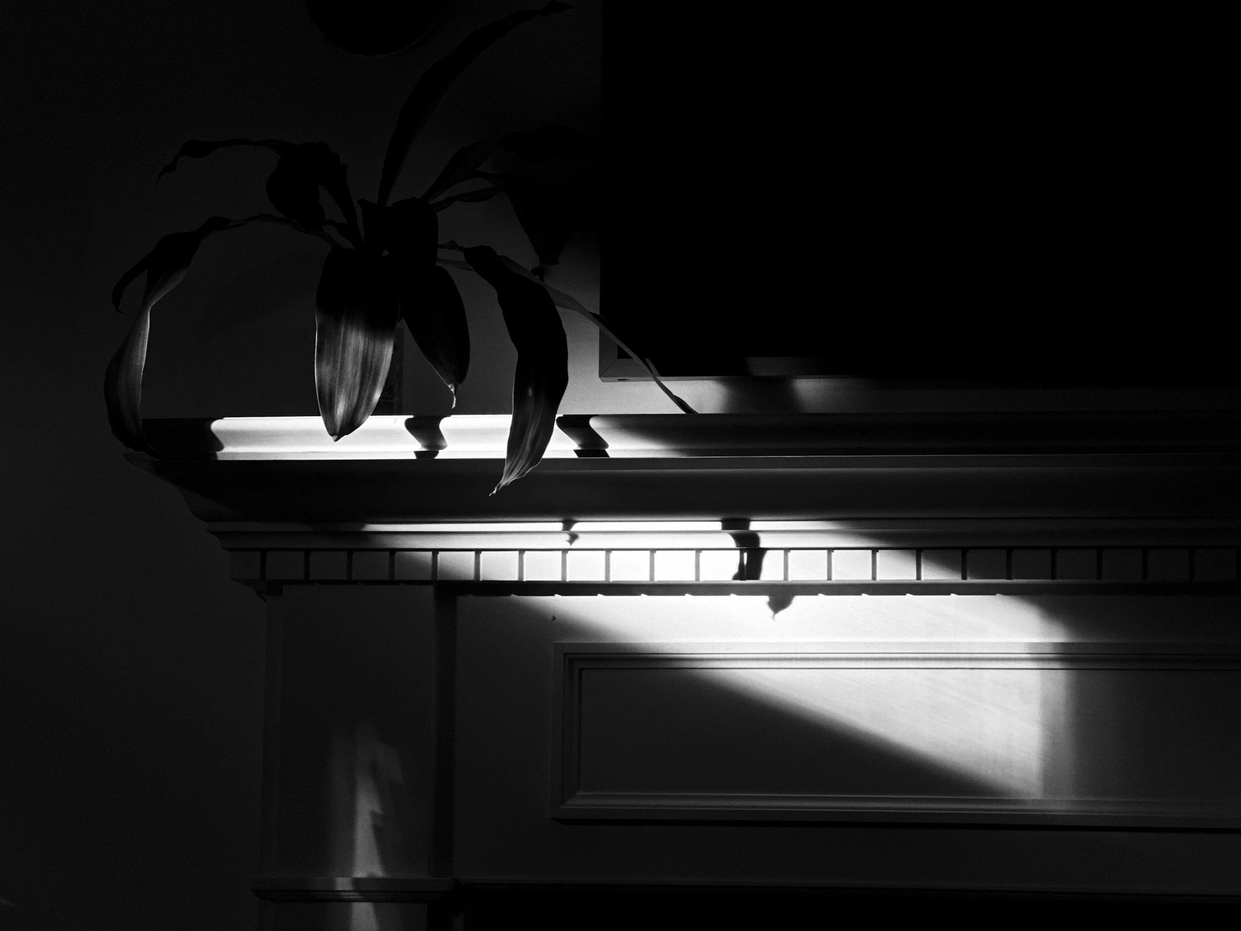 Black and white photo of a lamp casting light and shadow on a wall with a potted plant on top.