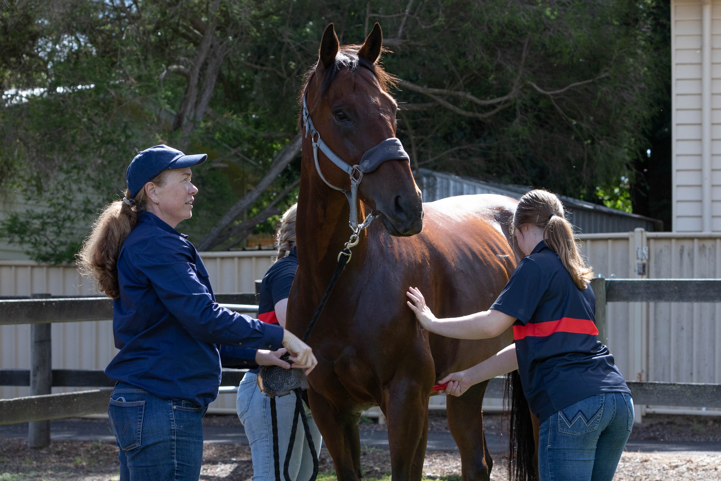 A group of people grooming a brown horse in an outdoor area with trees and a building in the background.