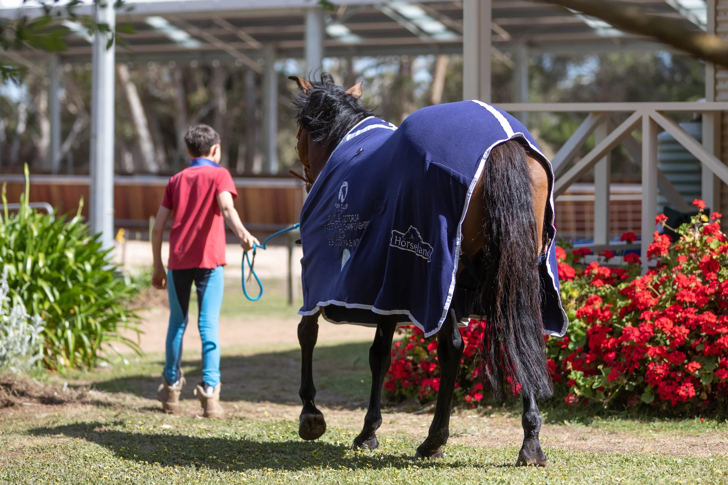 A person leading a horse on a leash in a garden with red flowers. A child in a red shirt is walking nearby, and there is a building structure in the background.