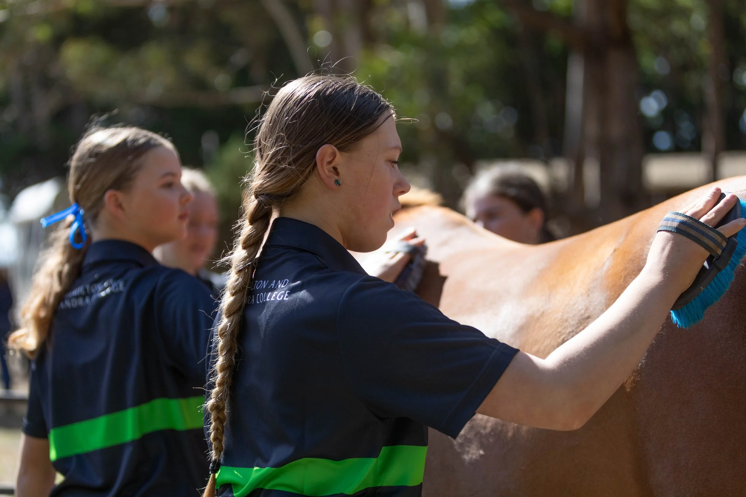 Group of young women in navy polo shirts and green-striped vests grooming a brown horse outdoors in a sunny, wooded area.