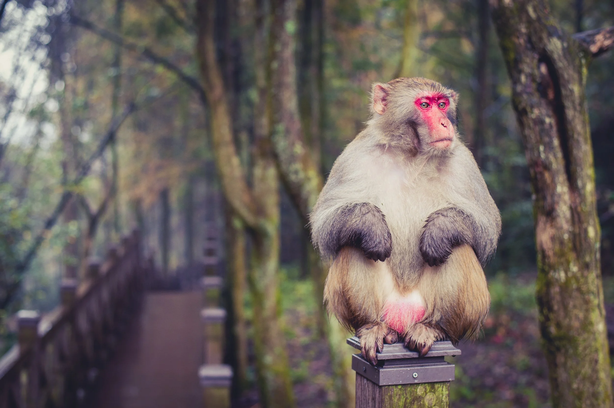 A digitally altered image of a monkey with the face of a human, sitting on a wooden post in a wooded area.