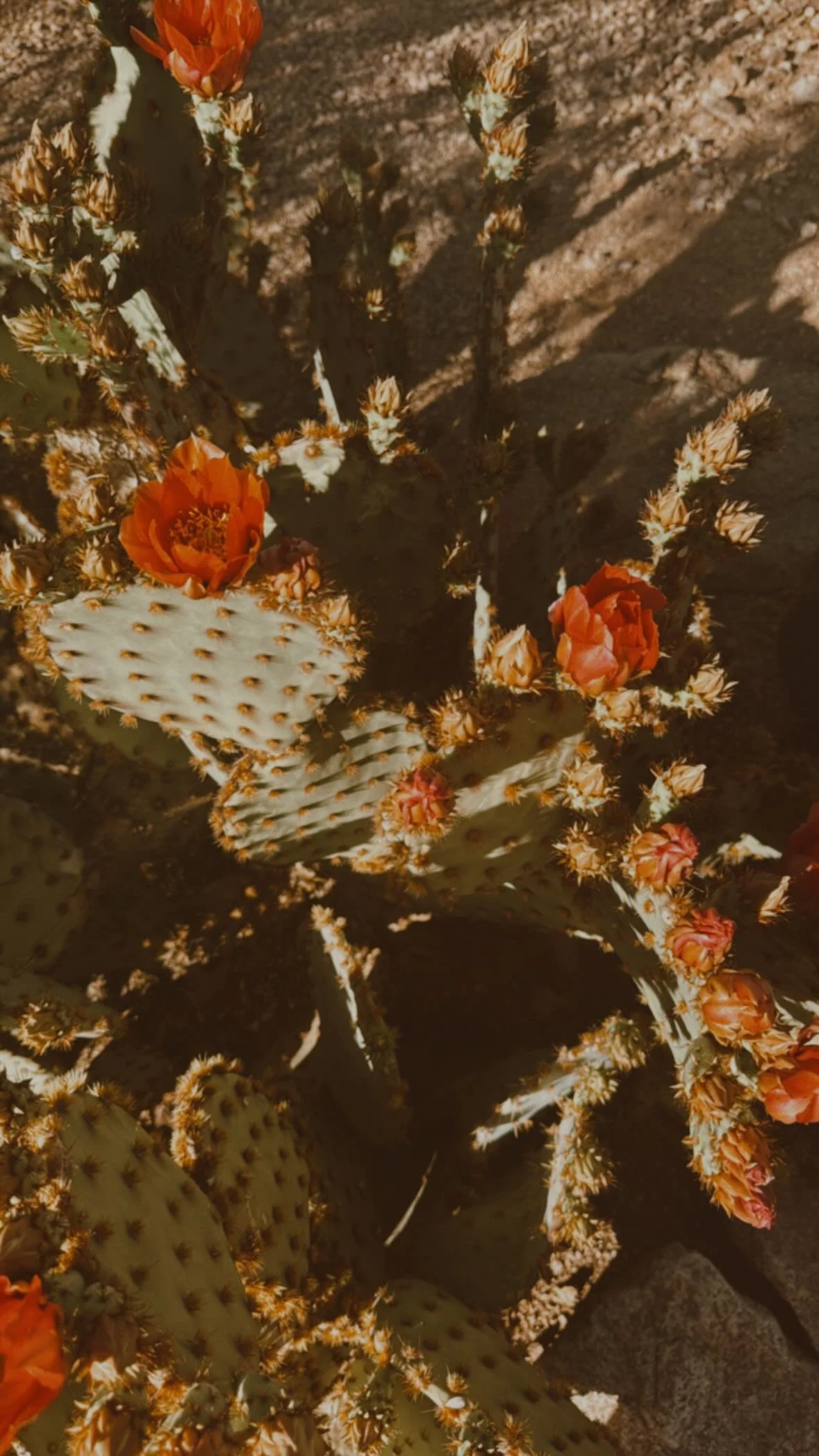 Close-up of prickly pear cacti with orange flowers blooming on some paddles, in a desert environment.