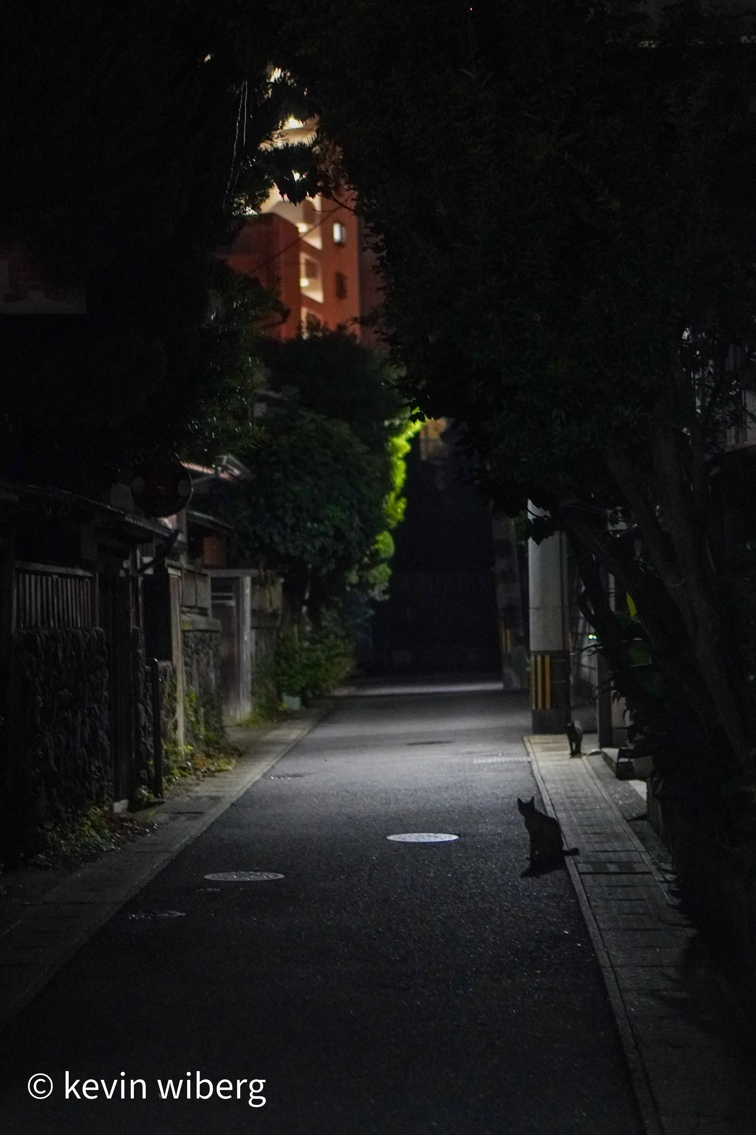Neighbourhood cats, Miyazaki