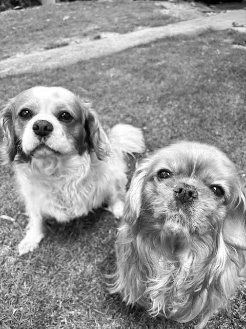 Dog behaviour specialist Horsham