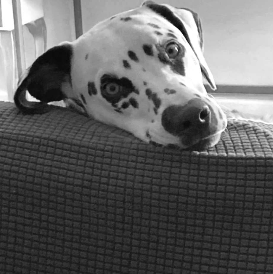 Dogs with problematic symptoms