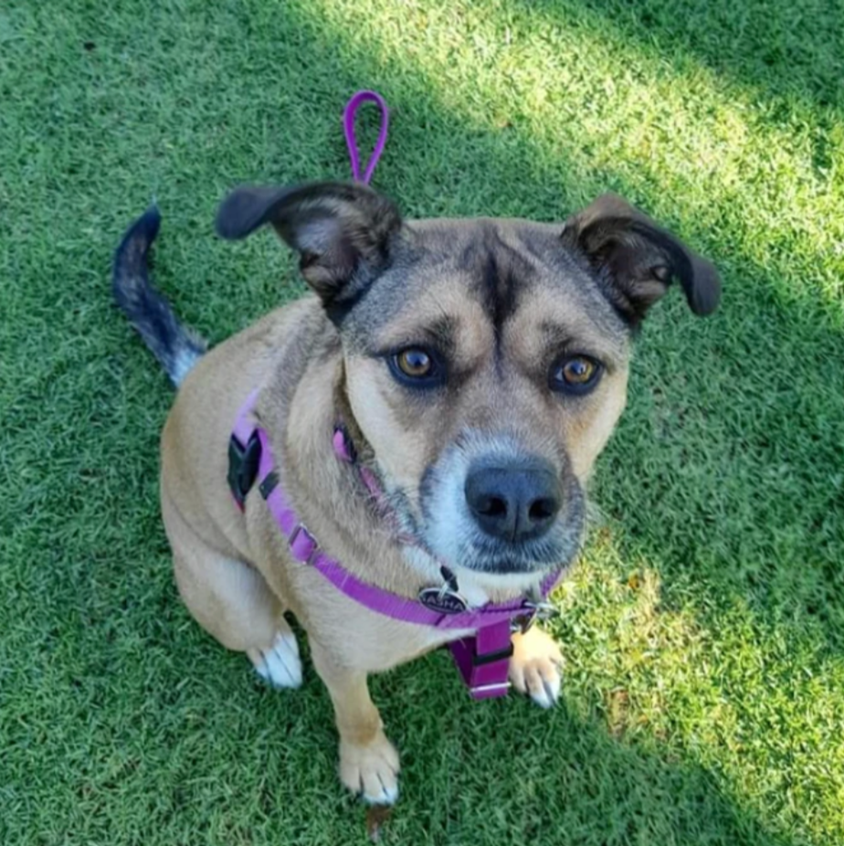Holistic canine behaviour training Adelaide