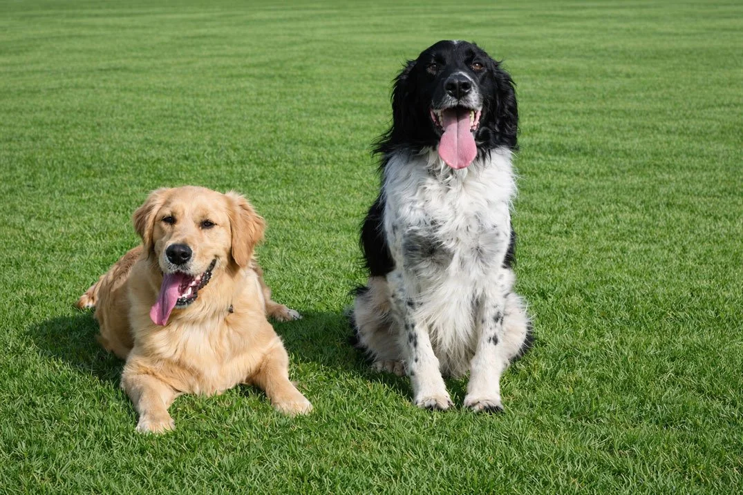 Building calm connected and confident dogs. Two dogs sitting on the grass.