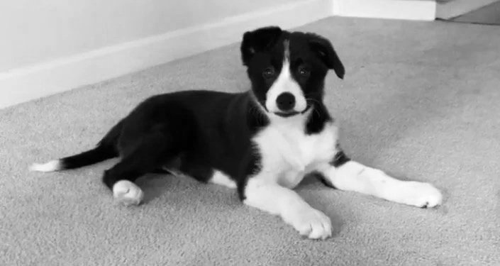 Puppy Kinder Horshem