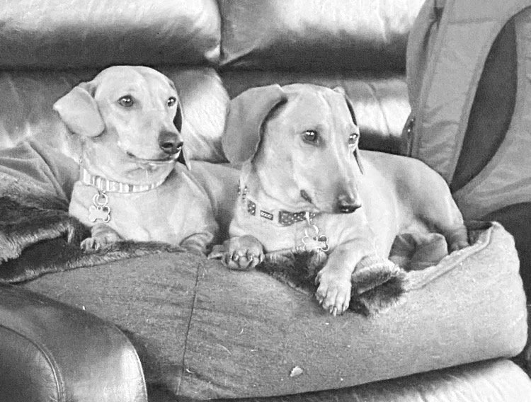 Behaviour dog trainer Horsham