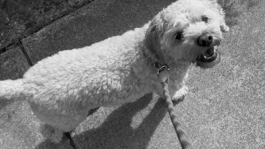 Dog walking in Adelaide. Black and white photo of a curly-haired dog on a leash, looking up at the camera with an open mouth.