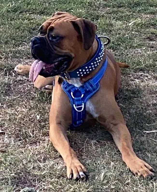 Holistic, Positive Reinforcement Dog Training. Dog sitting on the grass.
